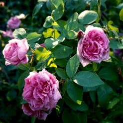 'Comte De Chambord' Rosa Portlandica 'Comte De Chambord' (Portlandrose) A-Kvalitet,- Barrods Roser Min. 3 Grene -Osmoz Naturens Butik p874 52346 rosa portlandica comte de chambord portlandrose cba4