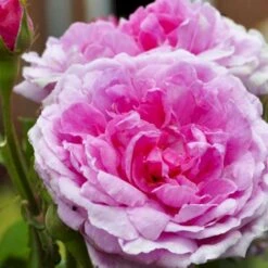 'Comte De Chambord' Rosa Portlandica 'Comte De Chambord' (Portlandrose) A-Kvalitet,- Barrods Roser Min. 3 Grene -Osmoz Naturens Butik p874 52347 rosa portlandica comte de chambord portlandrose 24ec