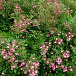 'Cornelia' Rosa Moschata 'Cornelia' (Moskusrose) A-Kvalitet,- Barrods Roser Min. 3 Grene -Osmoz Naturens Butik p875 52352 rosa moschata cornelia moschatarose 7196