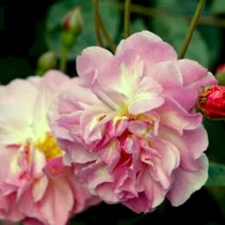 'Cornelia' Rosa Moschata 'Cornelia' (Moskusrose) A-Kvalitet,- Barrods Roser Min. 3 Grene -Osmoz Naturens Butik p875 52353 rosa moschata cornelia moschatarose 33d7