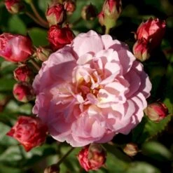 'Cornelia' Rosa Moschata 'Cornelia' (Moskusrose) A-Kvalitet,- Barrods Roser Min. 3 Grene -Osmoz Naturens Butik p875 52354 rosa moschata cornelia moschatarose 247f