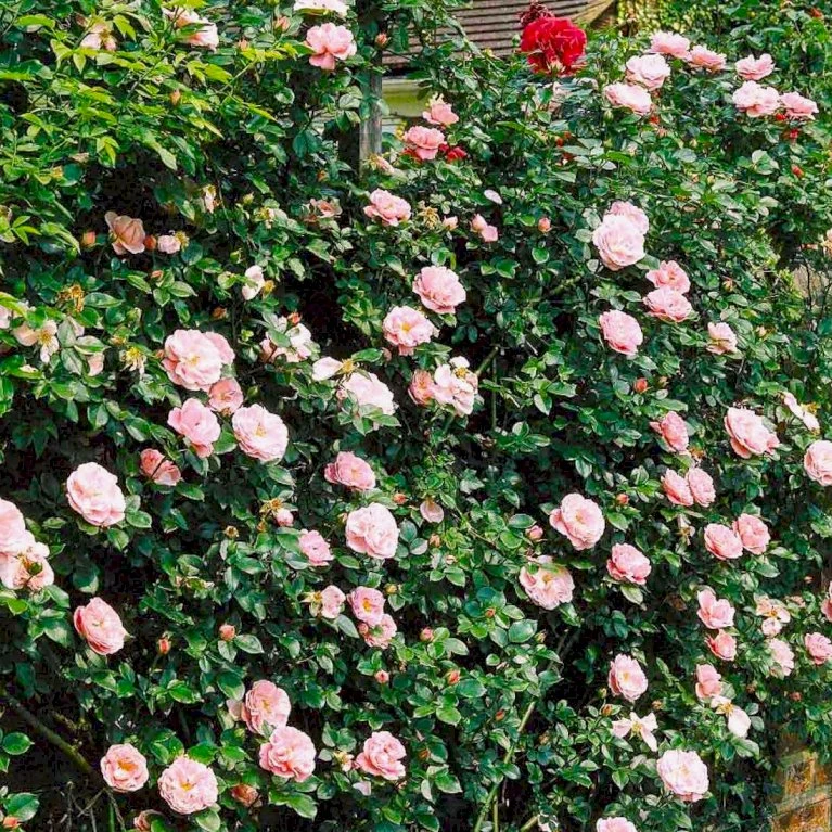 'Gerbe Rose' Rosa Wichuraiana 'Gerbe Rose' (Slyngrose) A-Kvalitet,- Barrods Roser Min. 3 Grene 5 'Gerbe Rose' Rosa Wichuraiana 'Gerbe Rose' (Slyngrose) A-Kvalitet,- Barrods Roser Min. 3 Grene - Billede 3