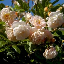 'Ghislaine De Féligonde' Rosa Moschata 'Ghislaine De Féligonde' (Moskusrose) A-Kvalitet,- Barrods Roser Min. 3 Grene -Osmoz Naturens Butik p883 52401 rosa moschata ghislaine de feligonde moschatarose 78da