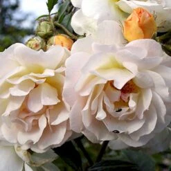 'Ghislaine De Féligonde' Rosa Moschata 'Ghislaine De Féligonde' (Moskusrose) A-Kvalitet,- Barrods Roser Min. 3 Grene -Osmoz Naturens Butik p883 52402 rosa moschata ghislaine de feligonde moschatarose 47ee