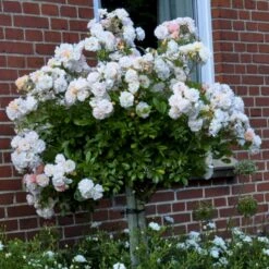 'Ghislaine De Féligonde' Rosa Moschata 'Ghislaine De Féligonde' (Moskusrose) A-Kvalitet,- Barrods Roser Min. 3 Grene -Osmoz Naturens Butik p883 52403 rosa moschata ghislaine de feligonde moschatarose 3f94