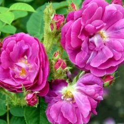 'Henri Martin' Rosa Centifolia Muscosa 'Henri Martin' (Mosrose) A-Kvalitet,- Barrods Roser Min. 3 Grene -Osmoz Naturens Butik p884 52427 rosa centifolia muscosa henri martin mosrose 9a4c