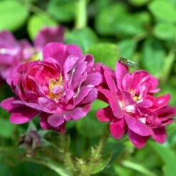 'Henri Martin' Rosa Centifolia Muscosa 'Henri Martin' (Mosrose) A-Kvalitet,- Barrods Roser Min. 3 Grene -Osmoz Naturens Butik p884 52428 rosa centifolia muscosa henri martin mosrose 91cc