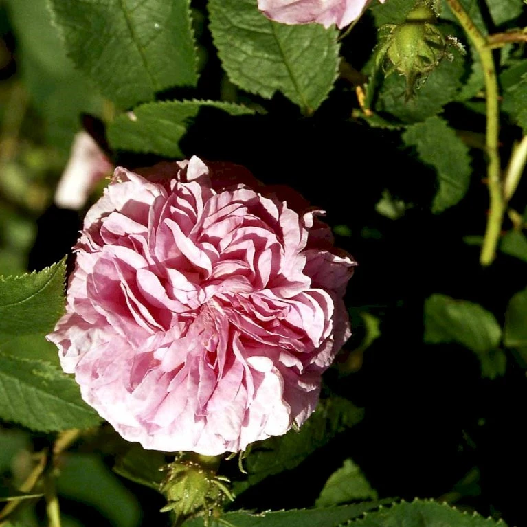 'Ispahan' Rosa Damascena 'Ispahan' (Damascenerrose) A-Kvalitet,- Barrods Roser Min. 3 Grene 3 'Ispahan' Rosa Damascena 'Ispahan' (Damascenerrose) A-Kvalitet,- Barrods Roser Min. 3 Grene
