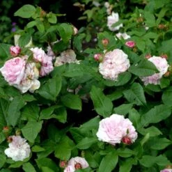 'Jacques Cartier' Rosa Portlandica 'Jacques Cartier' (Portlandrose) A-Kvalitet,- Barrods Roser Min. 3 Grene 11 'Jacques Cartier' Rosa Portlandica 'Jacques Cartier' (Portlandrose) A-Kvalitet,- Barrods Roser Min. 3 Grene -Osmoz Naturens Butik p887 52438 rosa portlandica jacques cartier portlandrose c973