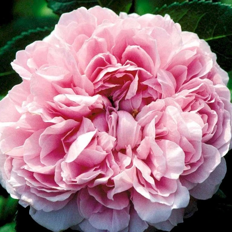 'Jacques Cartier' Rosa Portlandica 'Jacques Cartier' (Portlandrose) A-Kvalitet,- Barrods Roser Min. 3 Grene 6 'Jacques Cartier' Rosa Portlandica 'Jacques Cartier' (Portlandrose) A-Kvalitet,- Barrods Roser Min. 3 Grene - Billede 4