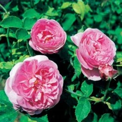 'Louise Odier' Rosa Bourboniana 'Louise Odier' (Bourbonrose) A-Kvalitet,- Barrods Roser Min. 3 Grene -Osmoz Naturens Butik p889 52448 rosa bourboniana louise odier bourbonrose c27f