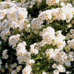 'Lykkefund' Rosa Helenae 'Lykkefund' (Slyngrose) A-Kvalitet,- Barrods Roser Min. 3 Grene