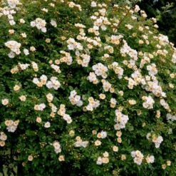 'Lykkefund' Rosa Helenae 'Lykkefund' (Slyngrose) A-Kvalitet,- Barrods Roser Min. 3 Grene 14 'Lykkefund' Rosa Helenae 'Lykkefund' (Slyngrose) A-Kvalitet,- Barrods Roser Min. 3 Grene -Osmoz Naturens Butik p890 52450 rosa helenae lykkefund slyngrose ffb4