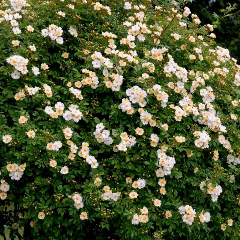 'Lykkefund' Rosa Helenae 'Lykkefund' (Slyngrose) A-Kvalitet,- Barrods Roser Min. 3 Grene 5 'Lykkefund' Rosa Helenae 'Lykkefund' (Slyngrose) A-Kvalitet,- Barrods Roser Min. 3 Grene - Billede 3
