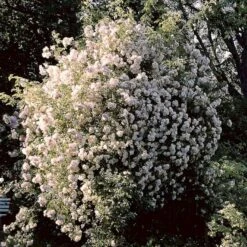 'Lykkefund' Rosa Helenae 'Lykkefund' (Slyngrose) A-Kvalitet,- Barrods Roser Min. 3 Grene 15 'Lykkefund' Rosa Helenae 'Lykkefund' (Slyngrose) A-Kvalitet,- Barrods Roser Min. 3 Grene -Osmoz Naturens Butik p890 52451 rosa helenae lykkefund slyngrose 93e1