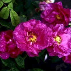 'Officinalis' Rosa Gallica 'Officinalis' (Gallicarose) A-Kvalitet,- Barrods Roser Min. 3 Grene -Osmoz Naturens Butik p895 52483 rosa gallica officinalis gallicarose 75ca