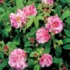 'Rosa Mundi' Rosa Gallica 'Rosa Mundi' (Gallicarose) A-Kvalitet,- Barrods Roser Min. 3 Grene -Osmoz Naturens Butik p899 52871 rosa gallica rosa mundi gallicarose 4bec