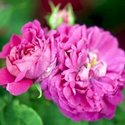 'Rose De Rescht' Rosa Bifera 'Rose De Rescht' (Damascenerrose) A-Kvalitet,- Barrods Roser Min. 3 Grene -Osmoz Naturens Butik p900 52878 rosa bifera rose de rescht damascenerrose 717f