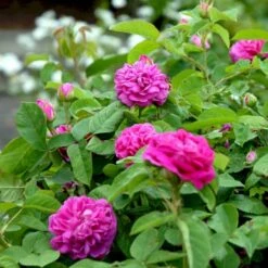 'Rose De Rescht' Rosa Bifera 'Rose De Rescht' (Damascenerrose) A-Kvalitet,- Barrods Roser Min. 3 Grene -Osmoz Naturens Butik p900 52879 rosa bifera rose de rescht damascenerrose 6b06