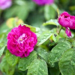 'Rose De Rescht' Rosa Bifera 'Rose De Rescht' (Damascenerrose) A-Kvalitet,- Barrods Roser Min. 3 Grene -Osmoz Naturens Butik p900 52880 rosa bifera rose de rescht damascenerrose 8374