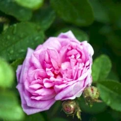 'Salet' Rosa Centifolia Muscosa 'Salet' (Mosrose) A-Kvalitet,- Barrods Roser Min. 3 Grene -Osmoz Naturens Butik p901 52888 rosa centifolia muscosa salet mosrose e162