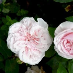 'Souvenier De La Malmaison' Rosa Bourboniana 'Souvenier De La Malmaison' (Bourbonrose) A-Kvalitet,- Barrods Roser Min. 3 Grene -Osmoz Naturens Butik p903 53284 rosa bourboniana souvenier de la malmaison bourbonrose 959c