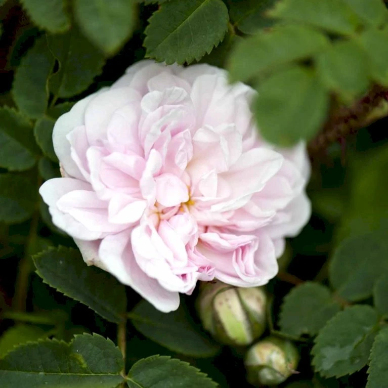 'Stanwell Perpetual' Rosa Pimpinellifolia 'Stanwell Perpetual' (Klitrose) A-Kvalitet,- Barrods Roser Min. 3 Grene 3 'Stanwell Perpetual' Rosa Pimpinellifolia 'Stanwell Perpetual' (Klitrose) A-Kvalitet,- Barrods Roser Min. 3 Grene