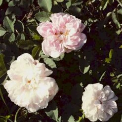 'Stanwell Perpetual' Rosa Pimpinellifolia 'Stanwell Perpetual' (Klitrose) A-Kvalitet,- Barrods Roser Min. 3 Grene 10 'Stanwell Perpetual' Rosa Pimpinellifolia 'Stanwell Perpetual' (Klitrose) A-Kvalitet,- Barrods Roser Min. 3 Grene -Osmoz Naturens Butik p905 52908 rosa pimpinellifolia stanwell perpetual buskrose 4fe9