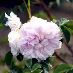 'Stanwell Perpetual' Rosa Pimpinellifolia 'Stanwell Perpetual' (Klitrose) A-Kvalitet,- Barrods Roser Min. 3 Grene 11 'Stanwell Perpetual' Rosa Pimpinellifolia 'Stanwell Perpetual' (Klitrose) A-Kvalitet,- Barrods Roser Min. 3 Grene -Osmoz Naturens Butik p905 52909 rosa pimpinellifolia stanwell perpetual buskrose 8483