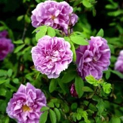 Rynket Rose 'Thérèse Bugnet' Rosa Rugosa 'Thérèse Bugnet' A-Kvalitet,- Barrods Roser Min. 3 Grene -Osmoz Naturens Butik p906 52282 rosa rugosa therese bugnet 13c7