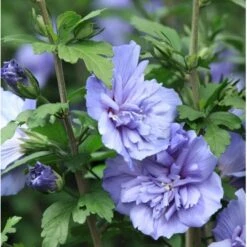 Syrisk Rose 'Blue Chiffon' Hibiscus Syriacus 'Blue Chiffon' Potte 4,0 Liter,- 50-60 Cm. -Osmoz Naturens Butik p9512 36147 hibiscus syriacus blue chiffon 0e99