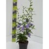Syrisk Rose 'Blue Chiffon' Hibiscus Syriacus 'Blue Chiffon' Potte 4,0 Liter,- 50-60 Cm. -Osmoz Naturens Butik p9512 52682 hibiscus syriacus blue chiffon 0cc4