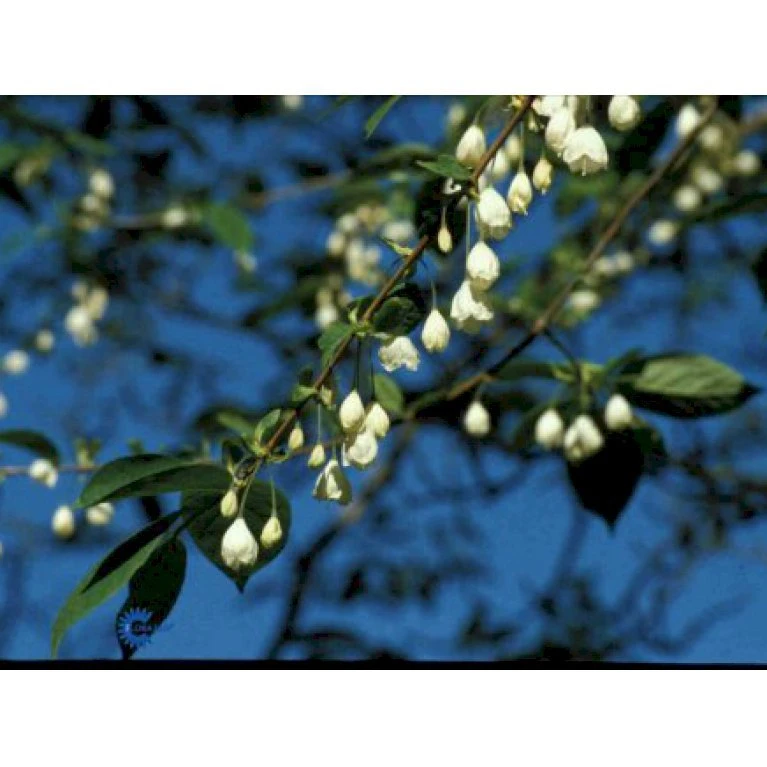 Halesia Carolina Sneklokketræ Med Klump,- 125-150 Cm. 3 Halesia Carolina Sneklokketræ Med Klump,- 125-150 Cm.