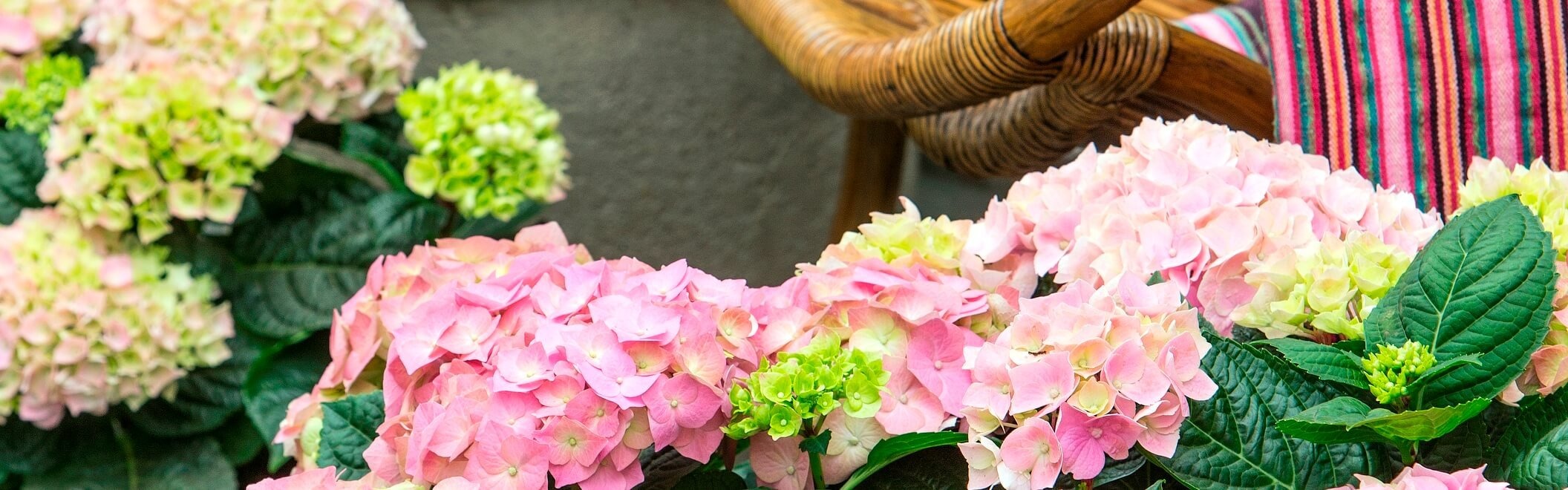 Osmoz Naturens Butik -Osmoz Naturens Butik Hydrangea 1 0598 top 1.backdrop